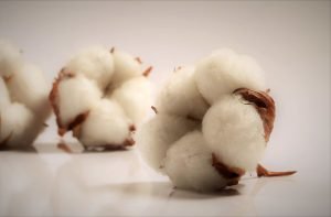 Photo of natural cotton
